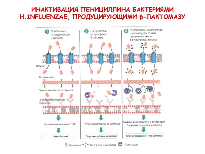 ИНАКТИВАЦИЯ ПЕНИЦИЛЛИНА БАКТЕРИЯМИ H.INFLUENZAE, ПРОДУЦИРУЮЩИМИ β-ЛАКТОМАЗУ