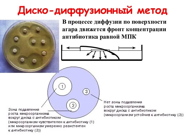 Диско-диффузионный метод В процессе диффузии по поверхности агара движется фронт концентрации антибиотика равной МПК