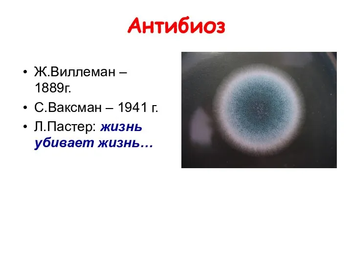 Антибиоз Ж.Виллеман – 1889г. С.Ваксман – 1941 г. Л.Пастер: жизнь убивает жизнь…