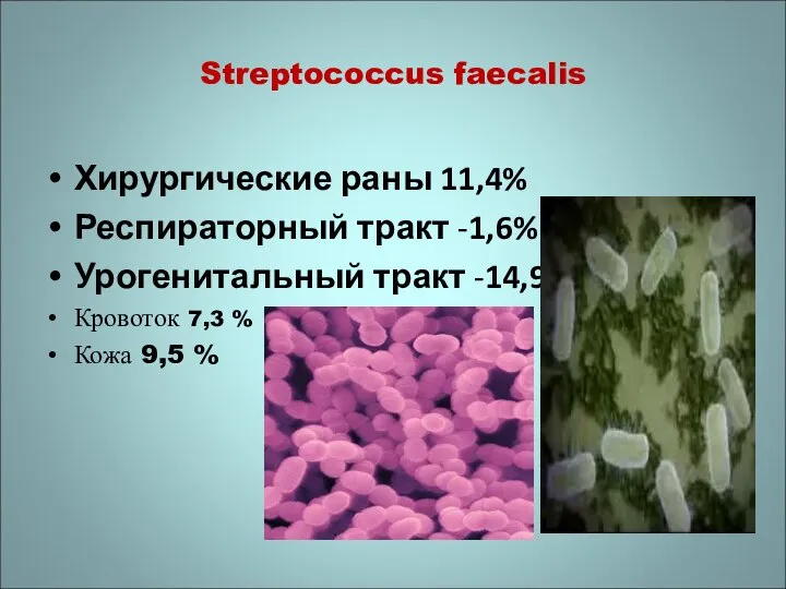 Streptococcus faecalis Хирургические раны 11,4% Респираторный тракт -1,6% Урогенитальный тракт -14,9%