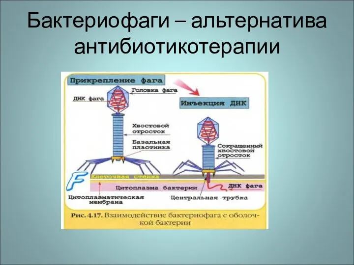 Бактериофаги – альтернатива антибиотикотерапии