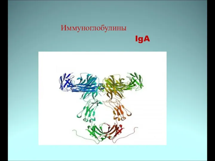 Иммуноглобулины IgA