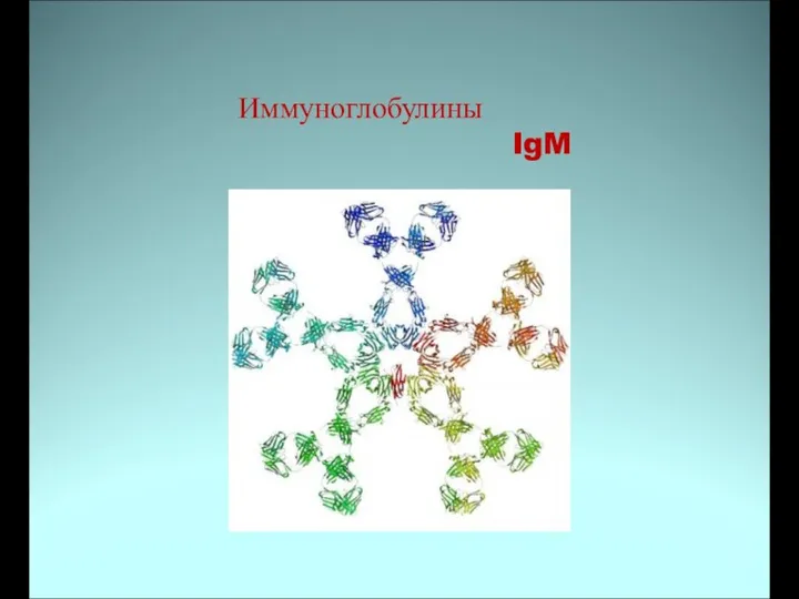 Иммуноглобулины IgM