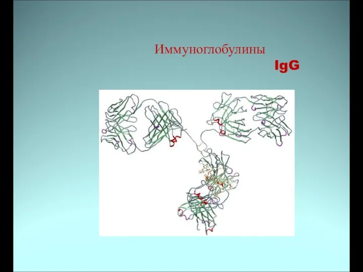 Иммуноглобулины IgG