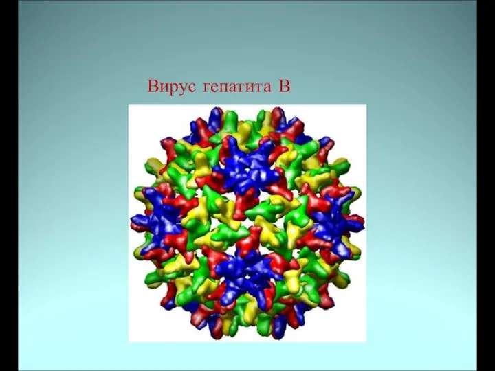 Вирус гепатита В