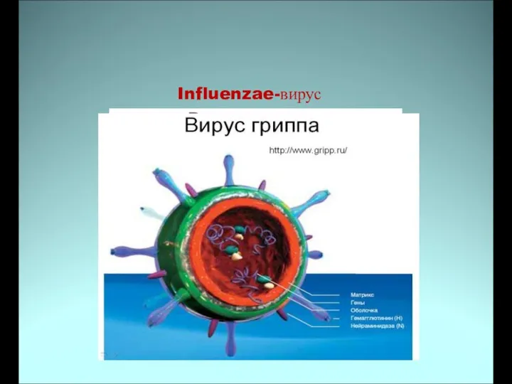 Influenzae-вирус