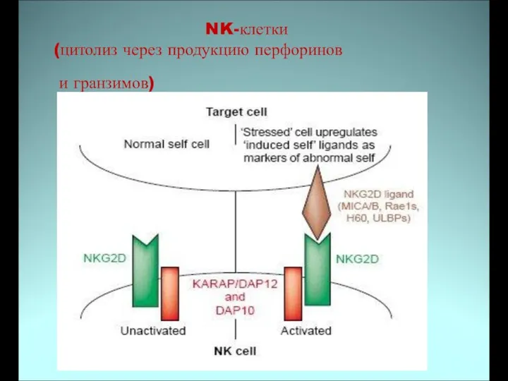 NK-клетки (цитолиз через продукцию перфоринов и гранзимов)