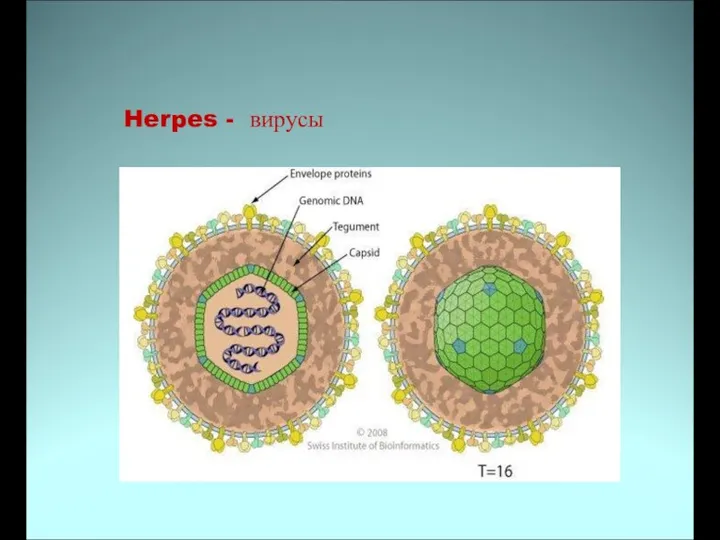 Herpes - вирусы