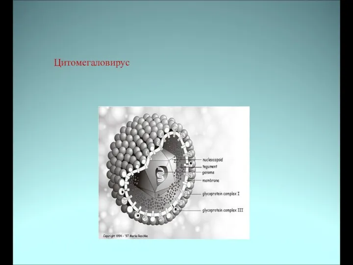 Цитомегаловирус