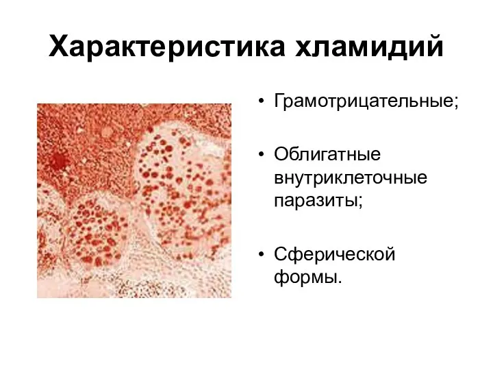 Характеристика хламидий Грамотрицательные; Облигатные внутриклеточные паразиты; Сферической формы.