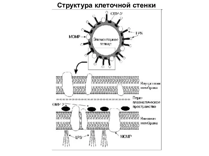 Структура клеточной стенки