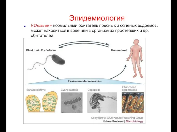 Эпидемиология V.Cholerae – нормальный обитатель пресных и соленых водоемов, может находиться