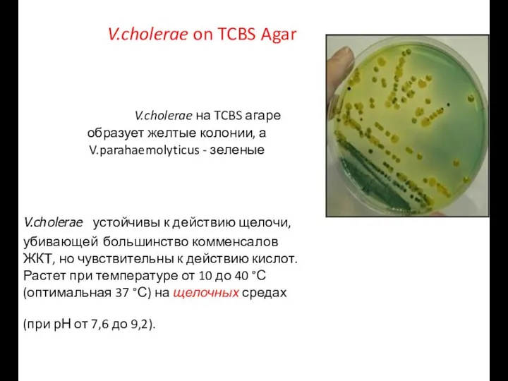 V.cholerae устойчивы к действию щелочи, убивающей большинство комменсалов ЖКТ, но чувствительны