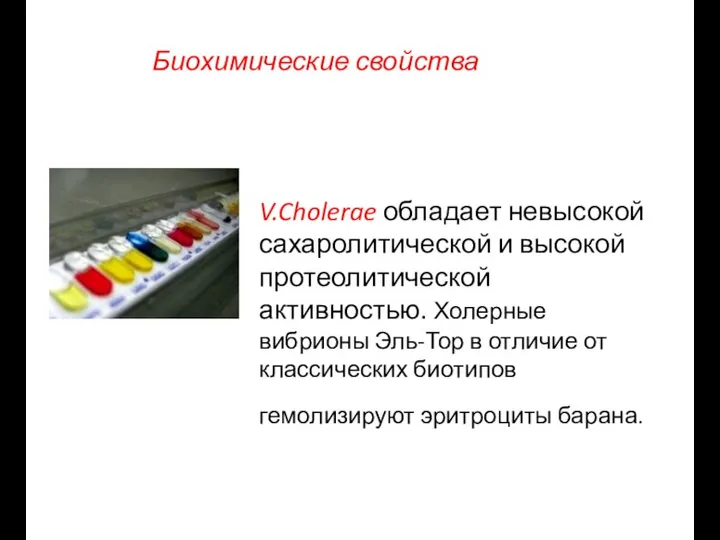 Биохимические свойства V.Cholerae обладает невысокой сахаролитической и высокой протеолитической активностью. Холерные