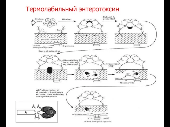 Термолабильный энтеротоксин