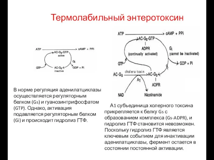 Термолабильный энтеротоксин В норме регуляция аденилатциклазы осуществляется регуляторным белком (Gs) и