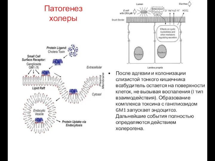 Патогенез холеры После адгезии и колонизации слизистой тонкого кишечника возбудитель остается