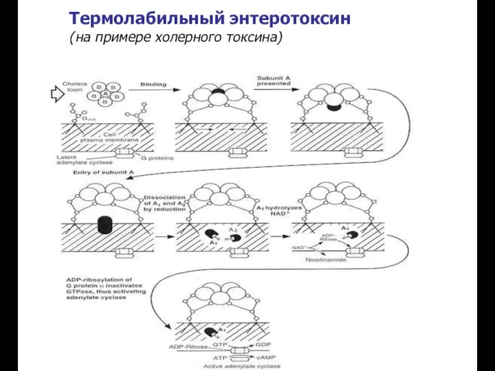 Термолабильный энтеротоксин (на примере холерного токсина)