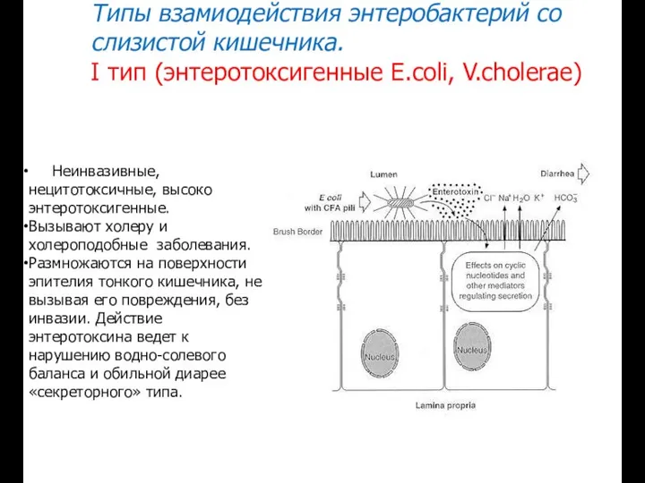 Типы взамиодействия энтеробактерий со слизистой кишечника. I тип (энтеротоксигенные E.coli, V.cholerae)