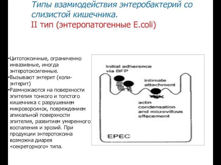 Типы взамиодействия энтеробактерий со слизистой кишечника. II тип (энтеропатогенные E.coli) Цитотоксичные,