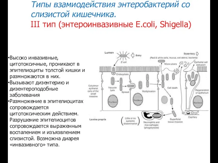 Типы взамиодействия энтеробактерий со слизистой кишечника. III тип (энтероинвазивные E.coli, Shigella)