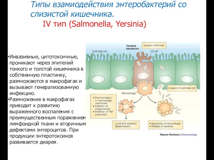 Типы взамиодействия энтеробактерий со слизистой кишечника. IV тип (Salmonella, Yersinia) Инвазивные,