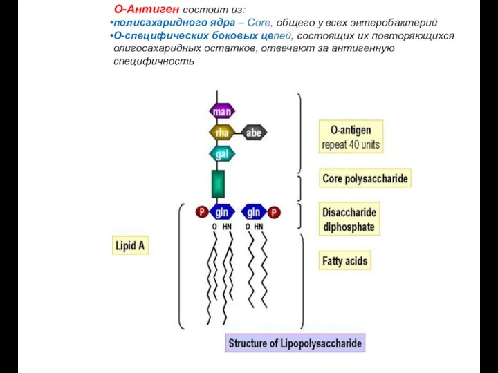 О-Антиген состоит из: полисахаридного ядра – Core, общего у всех энтеробактерий