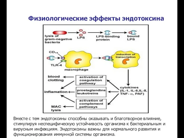 Физиологические эффекты эндотоксина Вместе с тем эндотоксины способны оказывать и благотворное