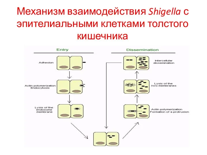 Механизм взаимодействия Shigella с эпителиальными клетками толстого кишечника