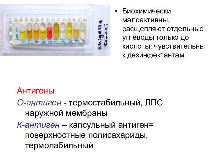 Биохимически малоактивны, расщепляют отдельные углеводы только до кислоты; чувствительны к дезинфектантам