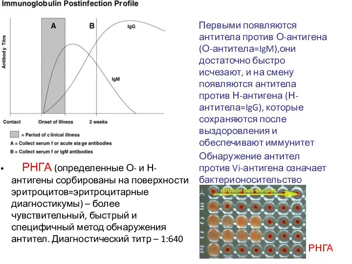 Первыми появляются антитела против О-антигена (О-антитела=IgM),они достаточно быстро исчезают, и на