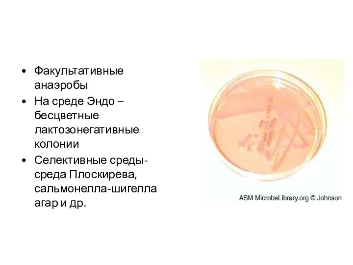 Факультативные анаэробы На среде Эндо – бесцветные лактозонегативные колонии Селективные среды-