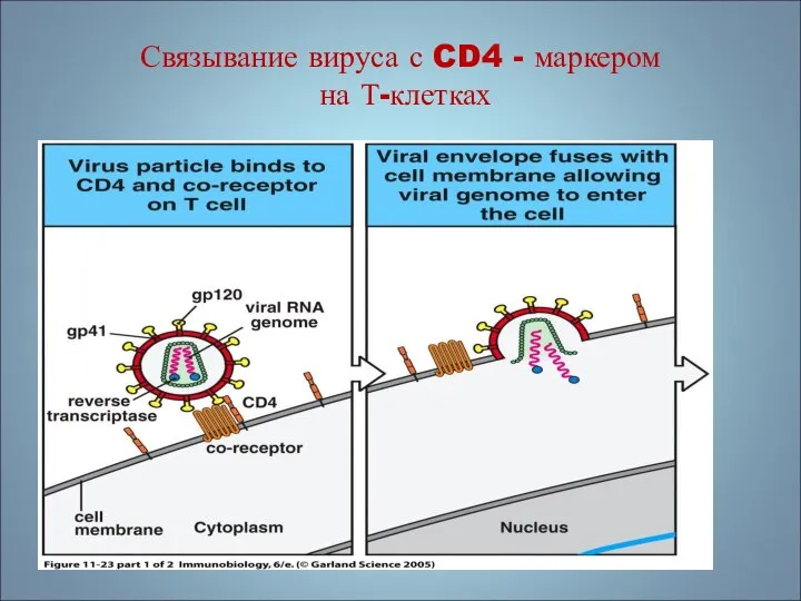 Связывание вируса с CD4 - маркером на Т-клетках