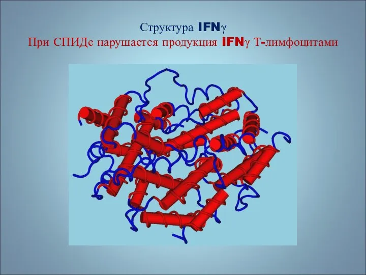 Структура IFNγ При СПИДе нарушается продукция IFNγ Т-лимфоцитами