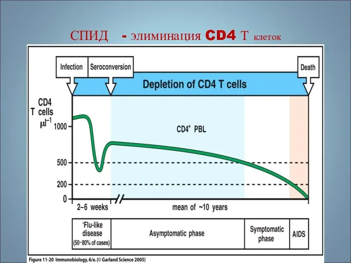 СПИД - элиминация CD4 Т клеток