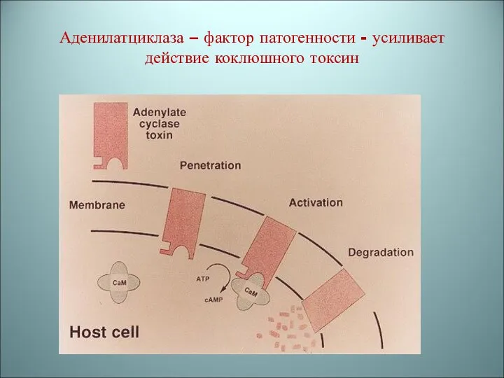 Аденилатциклаза – фактор патогенности - усиливает действие коклюшного токсин