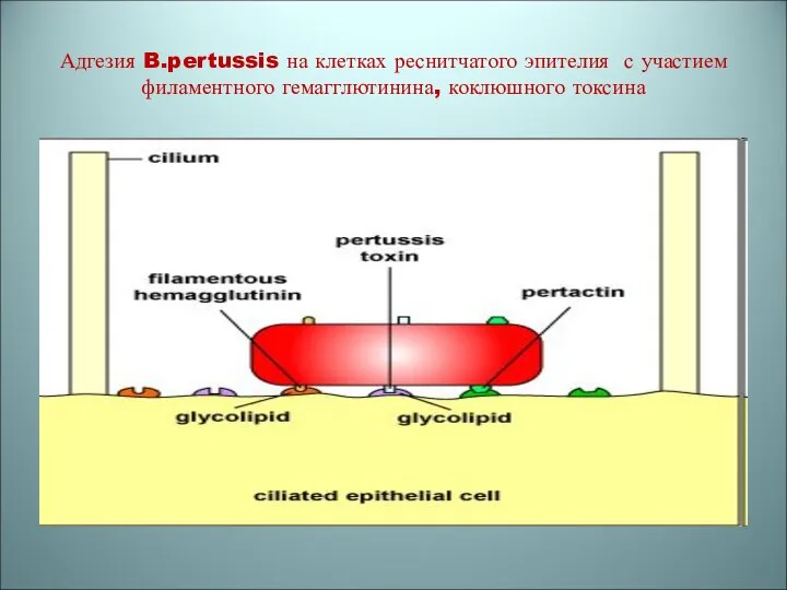 Адгезия B.pertussis на клетках реснитчатого эпителия с участием филаментного гемагглютинина, коклюшного токсина