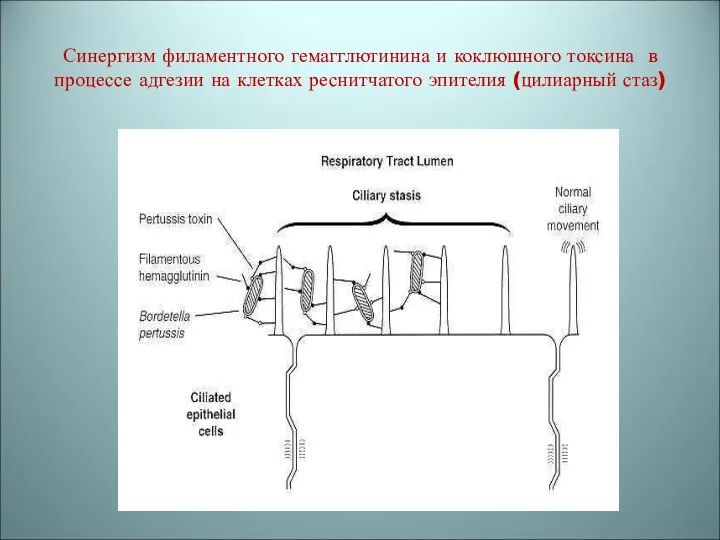 Синергизм филаментного гемагглютинина и коклюшного токсина в процессе адгезии на клетках реснитчатого эпителия (цилиарный стаз)