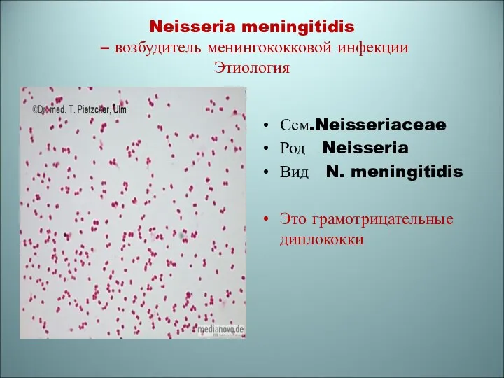 Neisseria meningitidis – возбудитель менингококковой инфекции Этиология Сем.Neisseriaceae Род Neisseria Вид N. meningitidis Это грамотрицательные диплококки