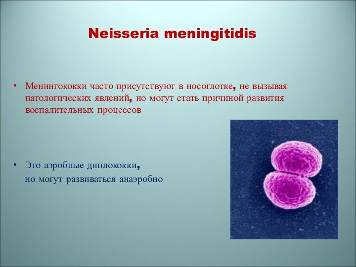 Neisseria meningitidis Менингококки часто присутствуют в носоглотке, не вызывая патологических явлений,