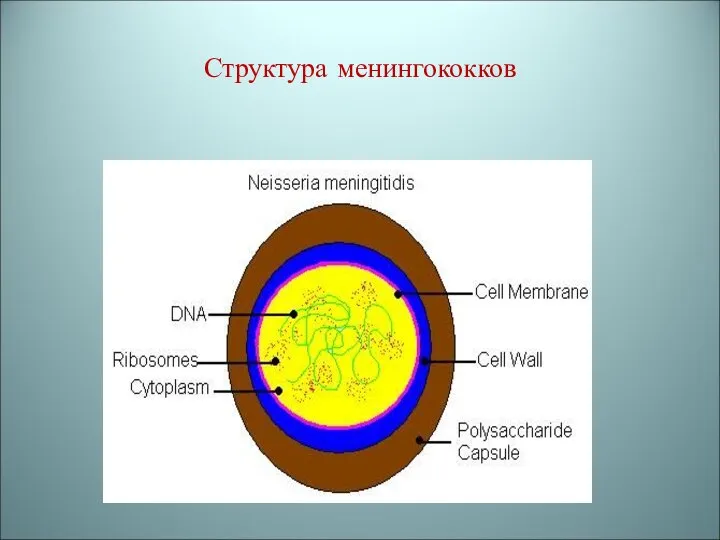 Структура менингококков