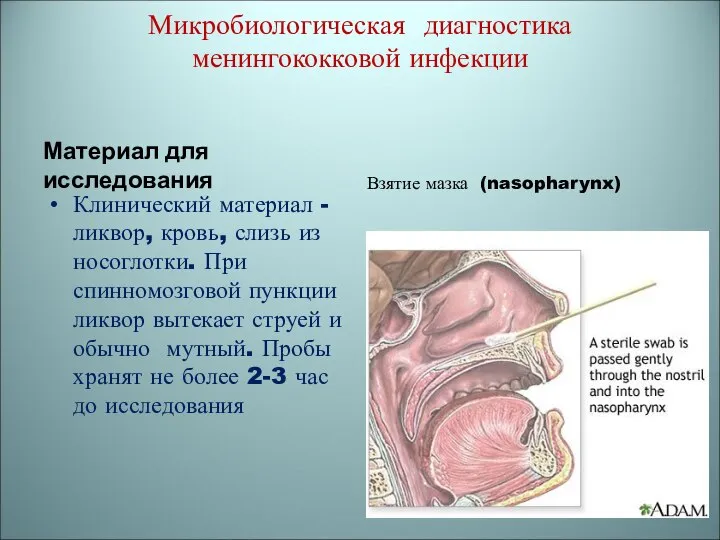 Микробиологическая диагностика менингококковой инфекции Материал для исследования Клинический материал - ликвор,