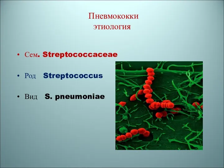 Пневмококки этиология Сем. Streptococcaceae Род Streptococcus Вид S. pneumoniae