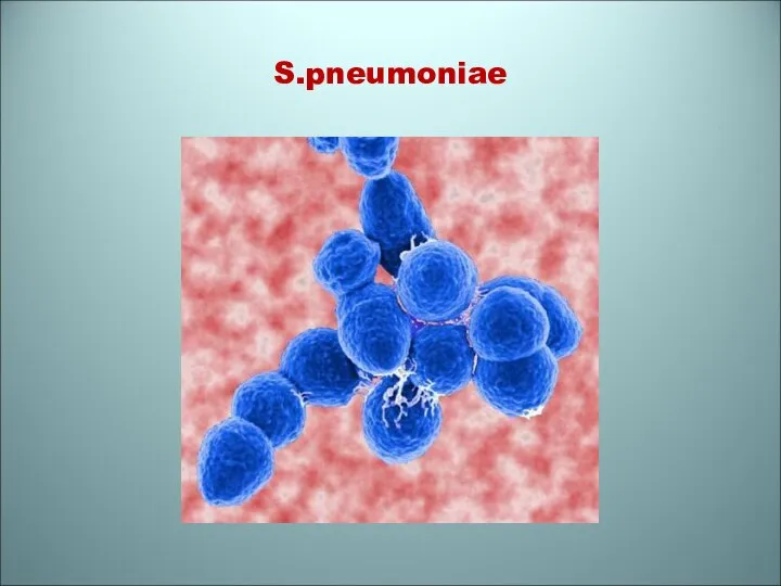 S.pneumoniae
