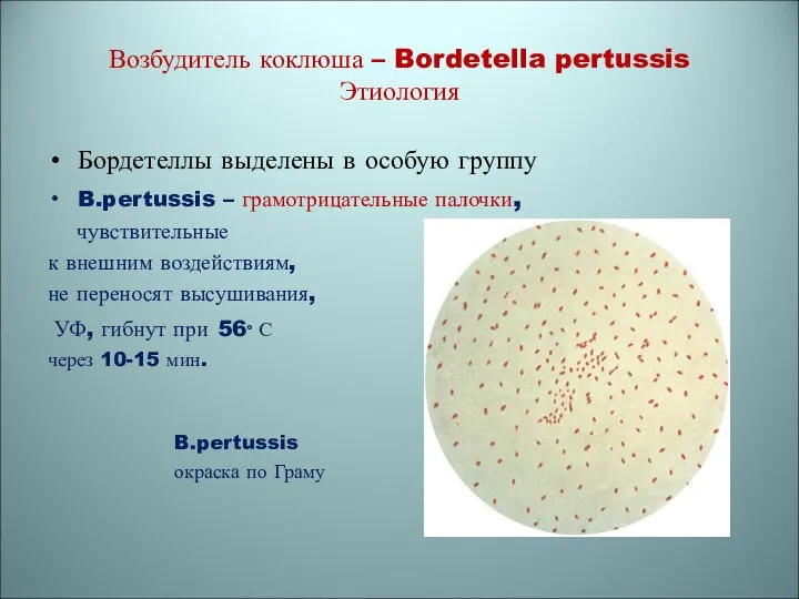 Возбудитель коклюша – Bordetella pertussis Этиология Бордетеллы выделены в особую группу