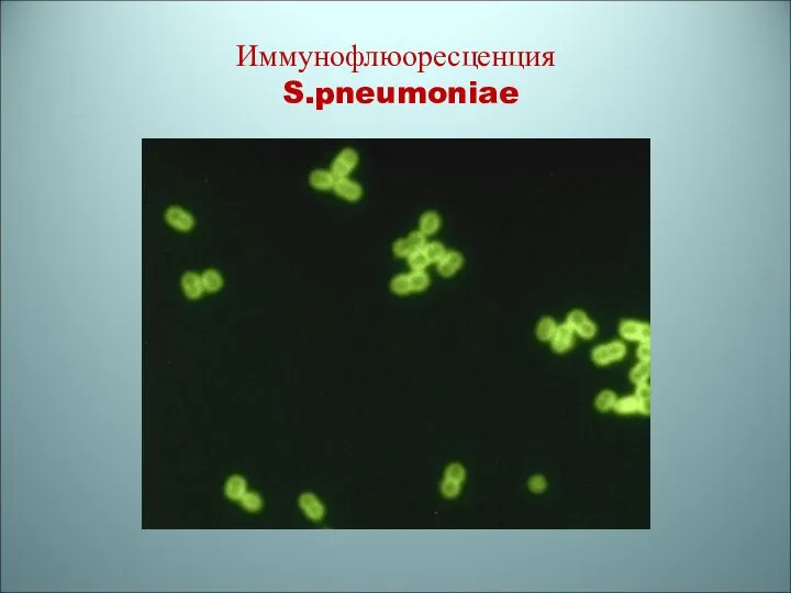 Иммунофлюоресценция S.pneumoniae