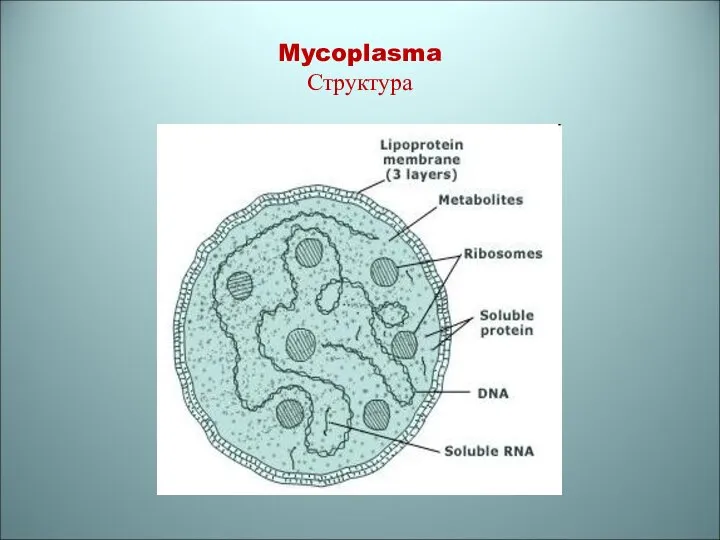 Mycoplasma Структура