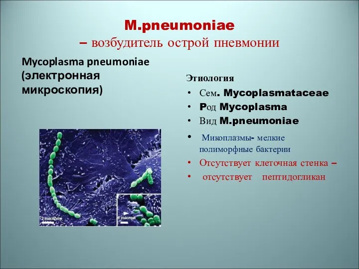 M.pneumoniae – возбудитель острой пневмонии Mycoplasma pneumoniae (электронная микроскопия) Этиология Сем.