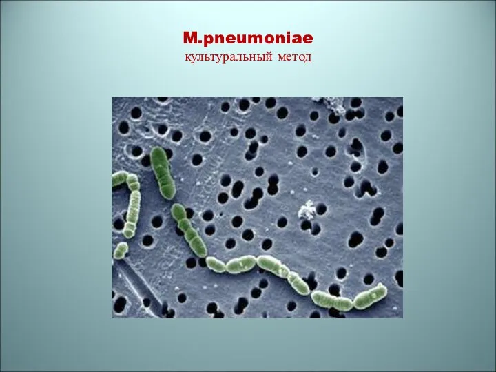 M.pneumoniae культуральный метод