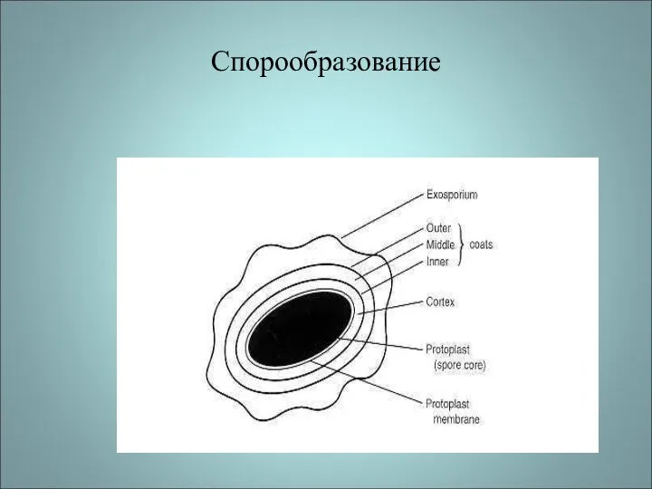 Спорообразование